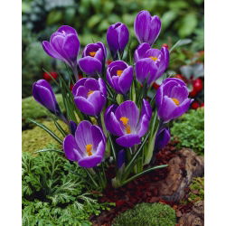 Crocus Remembrance - 10 bebawang