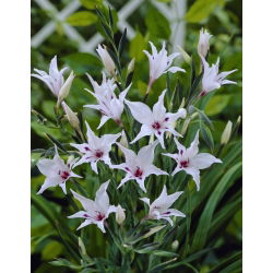 Gladiolus wanita dicat, gladiolus carneus; Lily pedang - 