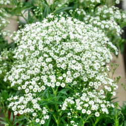 Schleierkraut - Gypsophila paniculata - Federleichte Blüten, ideal für Sträuße - Samen