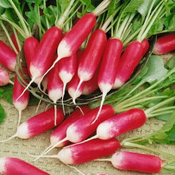 18-dnevno seme redkev - Raphanus sativus - 425 semen - Raphanus sativus L. - semena