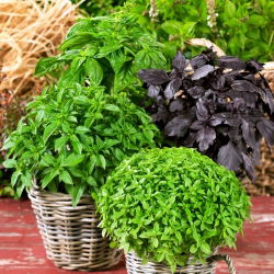 Basil, Thái trộn hạt húng quế - Ocimum basilicum - 325 hạt