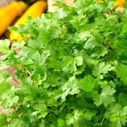 Cilantro - Coriandrum sativum - Hierba aromática, ideal para cocinar y sazonar - Semillas frescas