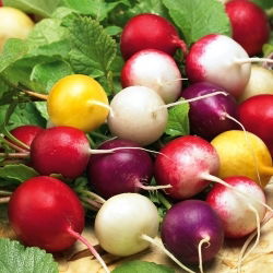 Radish mešano seme - Raphanus sativus - 850 semen - Raphanus sativus L. - semena