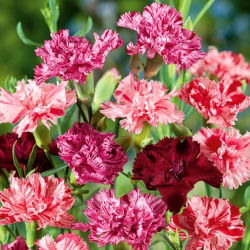 Aednelk - Szabo - mix - 250 seemned - Dianthus caryophyllus Chabaud