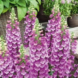 Vingerhoedskruid - 1000 zaden - Digitalis purpurea