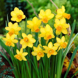 Jetfire Narcissus - Daffodil Jetfire - 5 لامپ