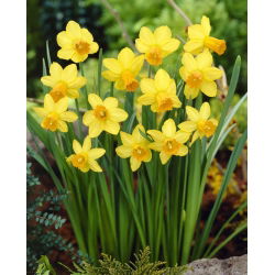 Jetfire Narcissus - Daffodil Jetfire - 5 لامپ
