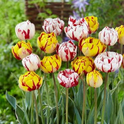 Kerti avantgárd - 2 tulipánfajta készlet - 40 db.