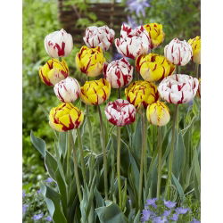 Kerti avantgárd - 2 tulipánfajta készlet - 40 db.