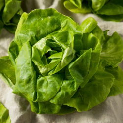 ผักกาดดอง Butterhead 'Modesta' - เพื่อการเพาะปลูกภายใต้ผ้าคลุม -  Lactuca sativa - Modesta - เมล็ด