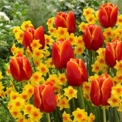 Sunny day – set of 2 plant varieties - 40 pcs.