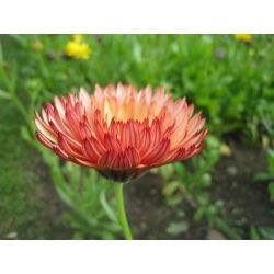 Невен "Сънсет Бъф" - Calendula officinalis - семена