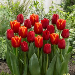 Tango yang menyala - set 2 jenis tulip - 40 pcs. - 