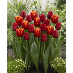 Tango yang menyala - set 2 jenis tulip - 40 pcs. - 