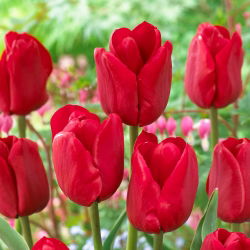 Tulipa Ile de France - 5 názorov