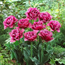 Tulip maskot - Tulip Maskot - 5 lampu - Tulipa Mascotte