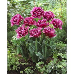 Tulip maskot - Tulip Maskot - 5 lampu - Tulipa Mascotte