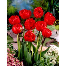 Tulipe Miranda - paquet de 5 pièces - Tulipa Miranda