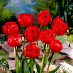 Tulipaner Miranda - pakke med 5 stk - Tulipa Miranda