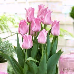 Tulipa Bayan Elegance - Tulip Bayan Elegance - 5 ampul - Tulipa Miss Elegance
