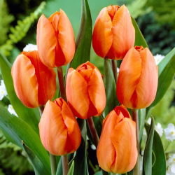 Tulipa Orange - Tulip Orange - 5 soğan