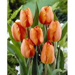 Tulipa Orange - Tulip Orange - 5 soğan