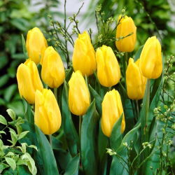 Tulipa Yellow - Tulip Yellow - 5 soğan