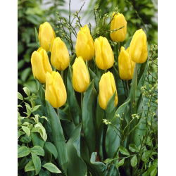 Tulipa Yellow - Tulip Yellow - 5 soğan