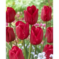 Tulipa Ile de France - 5 názorov