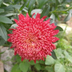 Rode "Princess" chinese aster - 500 zaden - Callistephus chinensis