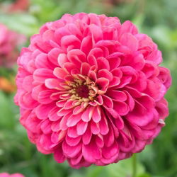 Dahlia gėlių paprasta cinamija "Apšvietimas" - 120 sėklų - Zinnia elegans dahliaeflora - sėklos
