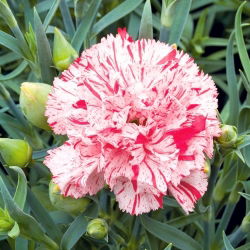 Craveiro - Szabo - mix - 250 sementes - Dianthus caryophyllus Chabaud