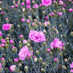 Rosa comum - mix de variedades; rosa jardim, rosa selvagem - 140 sementes - Dianthus plumarius