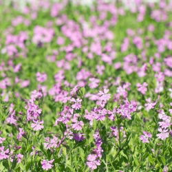 Apanhando a mosca, caçando mosca - Silene pendula - sementes