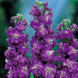 Cổ phiếu màu tím, cổ phiếu mười tuần "Excelsior" - 300 hạt - Matthiola incana annua