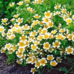 Limnanthes douglasii - 117 zaden