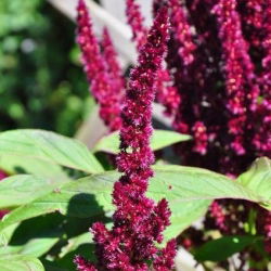 Red Amaranth - Amaranthus paniculatus - Unique Trailing Plant, Ideal for Cut Flowers - Fresh Seeds
