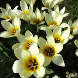 Tulipa Concerto - Tulip Concerto - 5 lampu