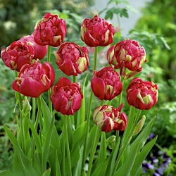 Tulipa Renown Unique - توليب رينو فريد - 5 لمبات