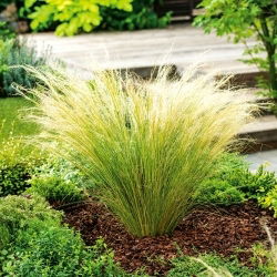 Mexické Feather Grass Pony Tails semená - Stipa tenuissima - 100 semien