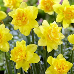 نایکوس دیک ویلدن - عروسک دیک وایلن - 5 لامپ - Narcissus