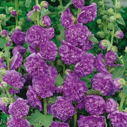 Семена двойного пурпурного Hollyhock Chater - Althea rosea fl. пл. - 50 семян - Althaea rosea - семена