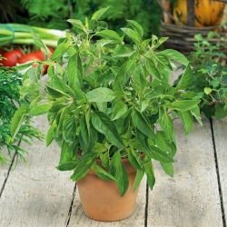 Hạt chanh Basil - Ocimum basilicum citriodora - 325 hạt - Ocimum citriodorum