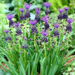 Gondok anggur malai - Muscari comosum - Pack Besar! - 50 pcs; gondok malas - 