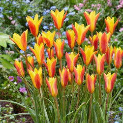 Tulipa Chrysantha - Lale Chrysantha - 5 ampul