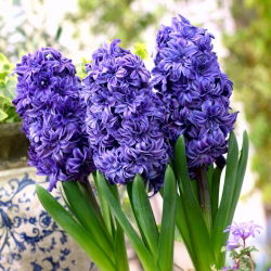 Hiacintas - Royal Navy - pakuotėje yra 3 vnt - Hyacinthus