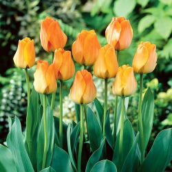 Tulipa Daydream - sanjarenje tulipana - 5 lukovica