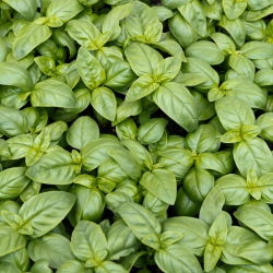 BIO - Bosiljak "Italiano Classico" - certificirano organsko sjeme - 325 sjemenki - Ocimum basilicum  - sjemenke