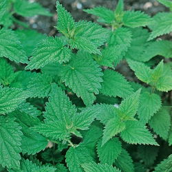 Isırgan otu - bu değerli otu kendin yetiştir; ısırgan ısırgan otu - 700 tohum - Urtica dioica - tohumlar