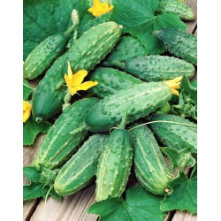 Mentimun "Soplica F1" - lapangan, varietas produktif dengan daya tahan tinggi terhadap penyakit - 175 biji - Cucumis sativus